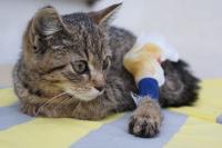Suri kočičí hvězda z polní nemocnice - Cat Star de Orešany ♥ - ADOPTOVÁNA