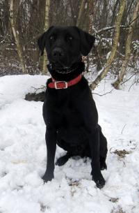Labi - krásný černý pes z Liberce