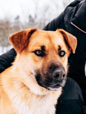 IVO - Něžný, láskyplný a empatický pes ❤ - ADOPTOVANÝ