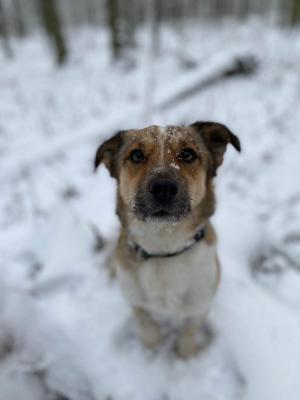 ZAGGO - Malý aktivní psík hledá bezva rodinu ❤ - ADOPTOVANÝ